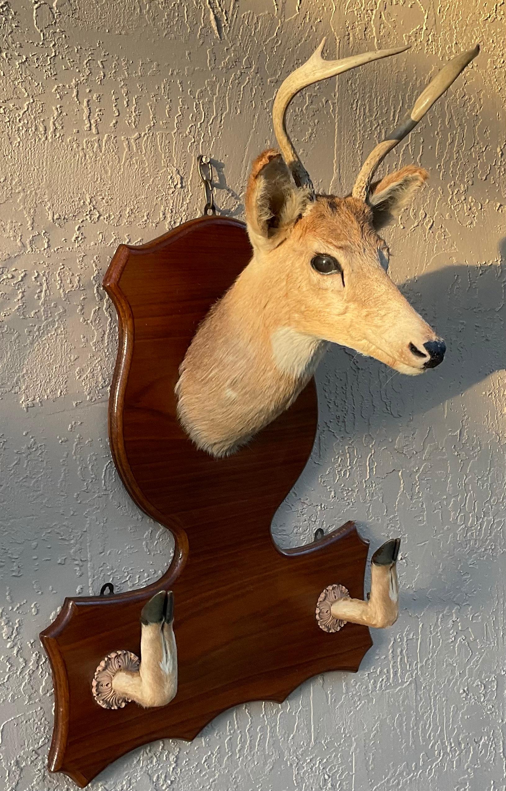 Vintage Taxidermy Mounted Deer Head In Good Condition In Delray Beach, FL