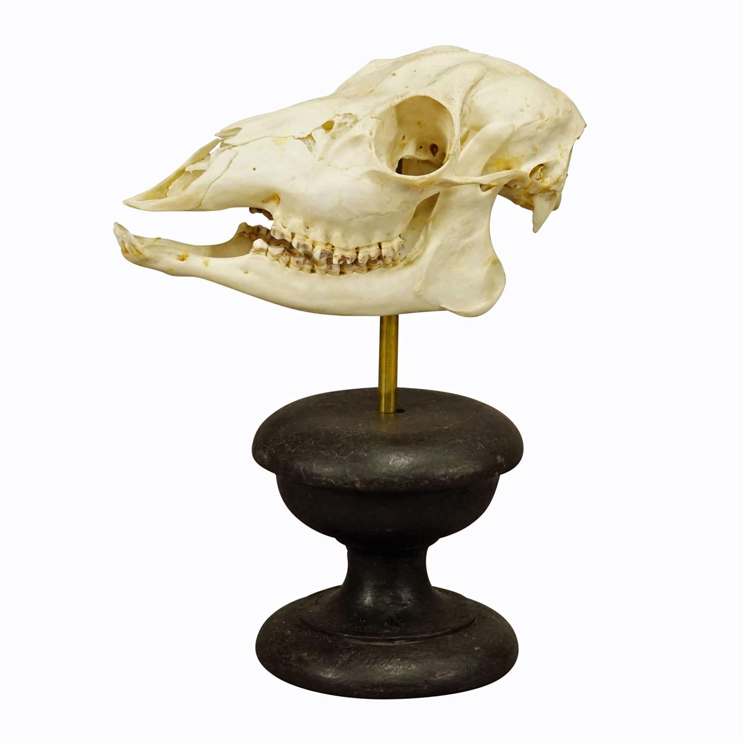 Vintage Taxidermy of a Deer Head

A taxidermied skull of the deer (Capreolus capreolus) mounted on an ebonized wooden turned base. Germany, ca. 1950s.

Trophies are mementos form the hunted game, which are kept by the huntsman as a souvenir or