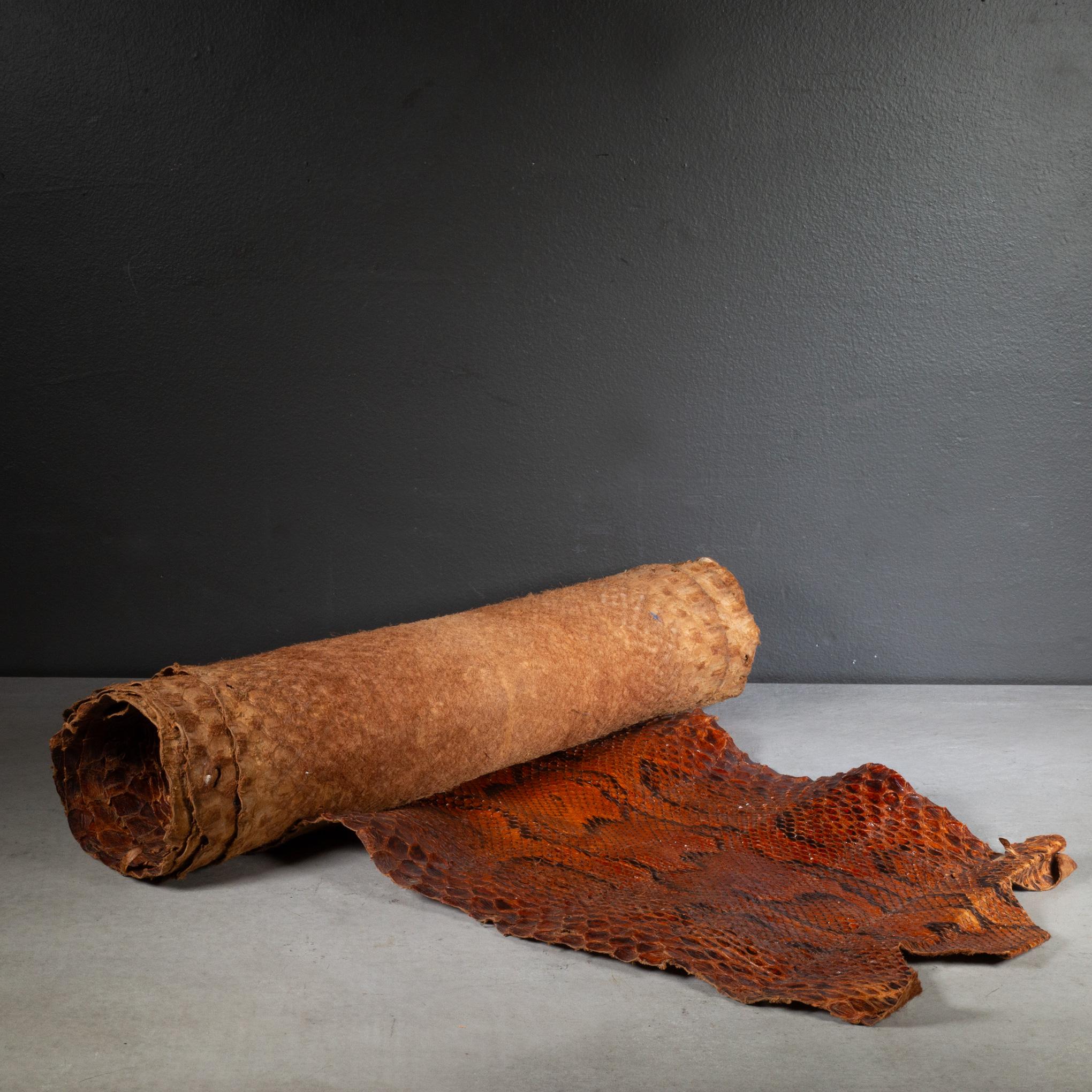 Industrial Vintage Taxidermy 11.5' Python Skin c.1940-1970 For Sale