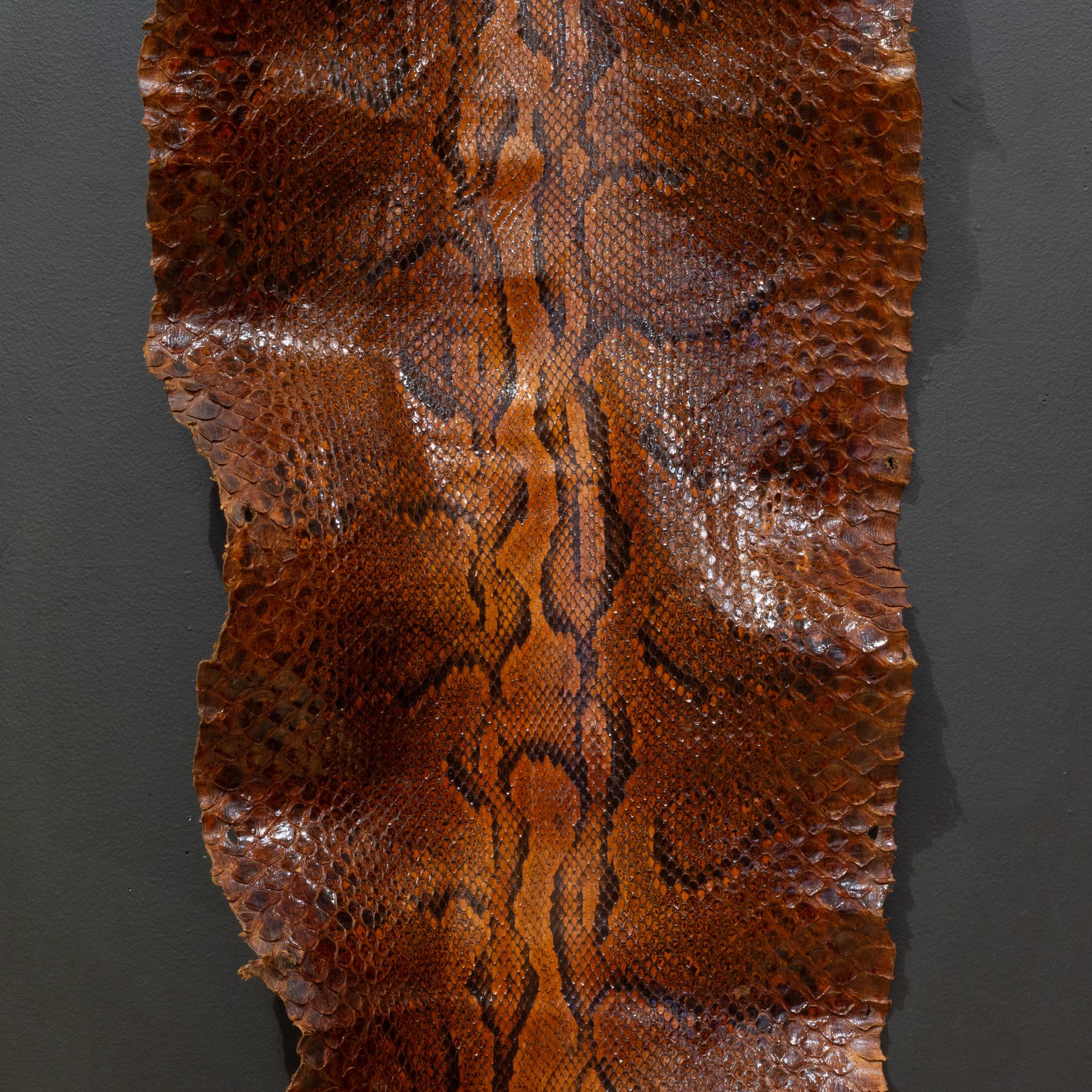 20th Century Vintage Taxidermy 11.5' Python Skin c.1940-1970 For Sale