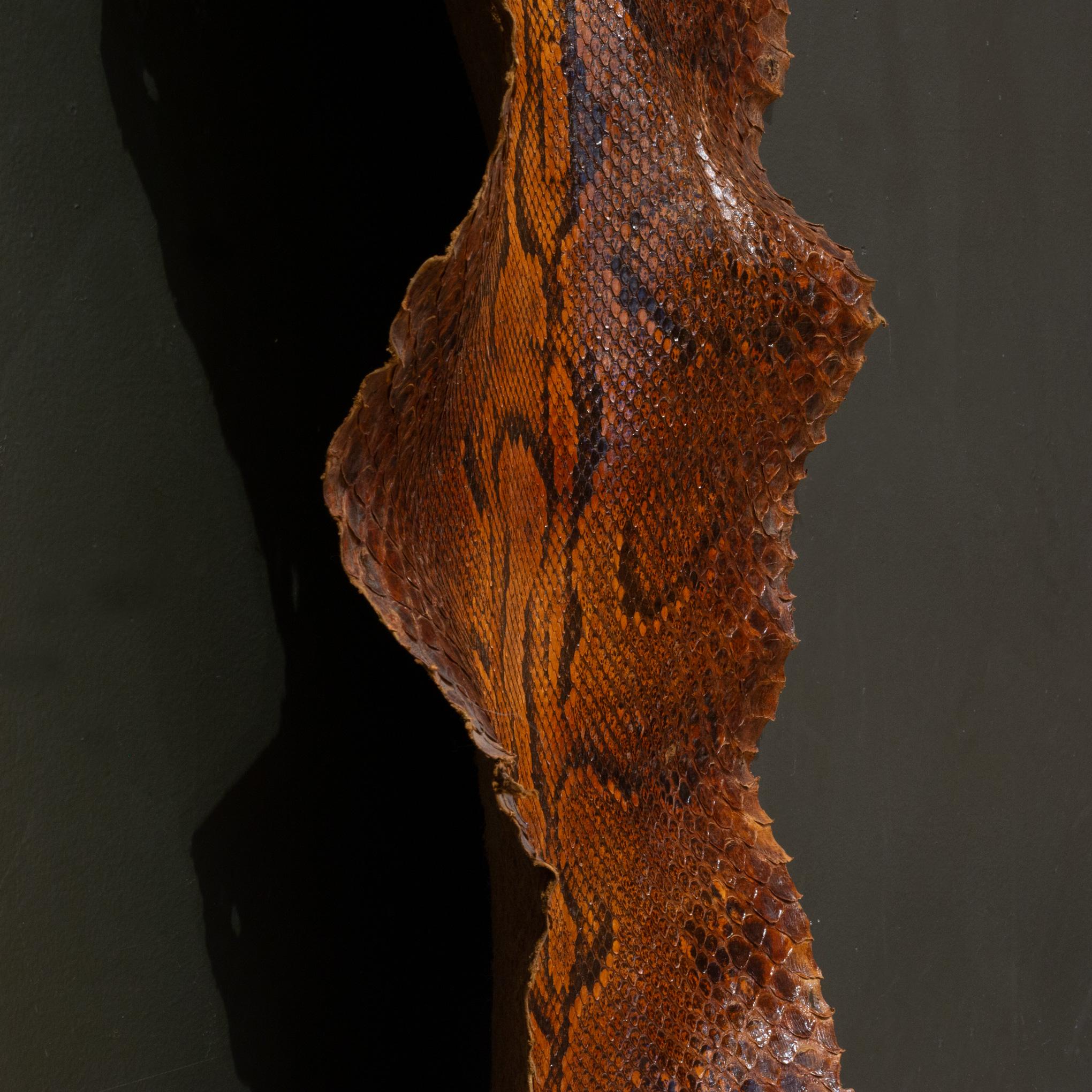 Animal Skin Vintage Taxidermy 11.5' Python Skin c.1940-1970 For Sale