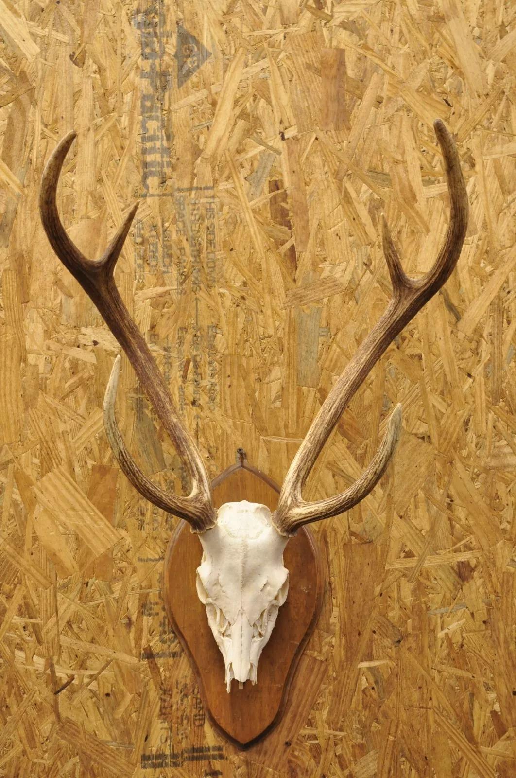 Vintage Taxidermy Red Deer Axis Elk Schädel & Geweih Mount auf Wandtafel. CIRCA Spätes 20. Jahrhundert. Messungen (insgesamt): 33