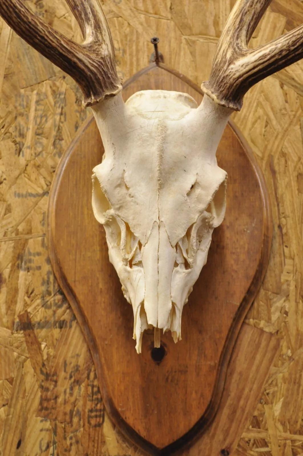 Vintage Taxidermie Rot Hirsch Axis Elfenbein Schädel & Geweih Mount auf Wandplakette, Taxidermie (Rustikal)