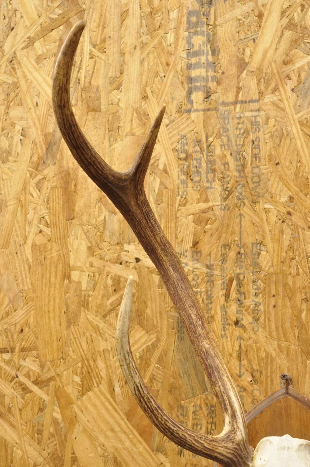 Vintage Taxidermie Rot Hirsch Axis Elfenbein Schädel & Geweih Mount auf Wandplakette, Taxidermie im Zustand „Gut“ in Philadelphia, PA
