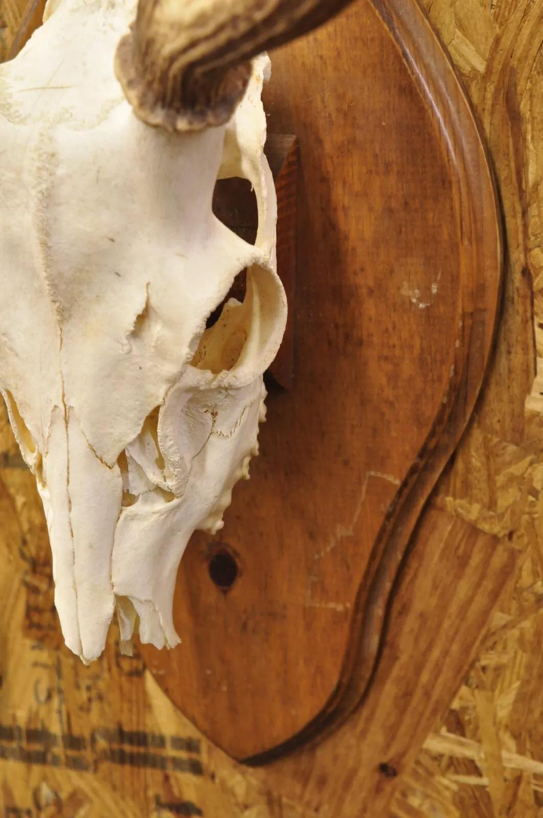 Vintage Taxidermie Rot Hirsch Axis Elfenbein Schädel & Geweih Mount auf Wandplakette, Taxidermie (Horn)