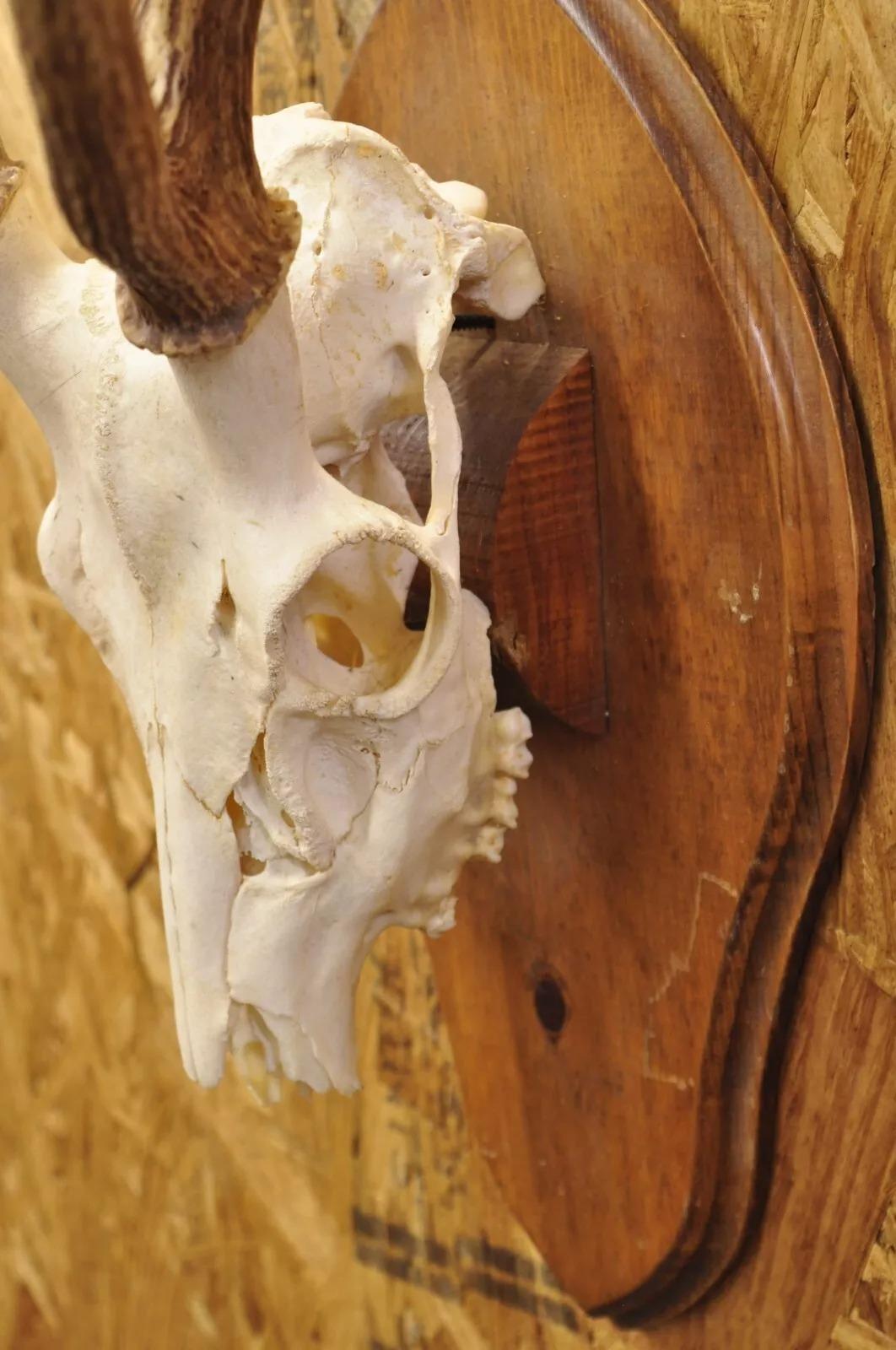 Vintage Taxidermie Rot Hirsch Axis Elfenbein Schädel & Geweih Mount auf Wandplakette, Taxidermie 1