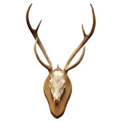 Vintage Taxidermy Red Deer Axis Elk Skull & Antler Mount on Wall Plaque