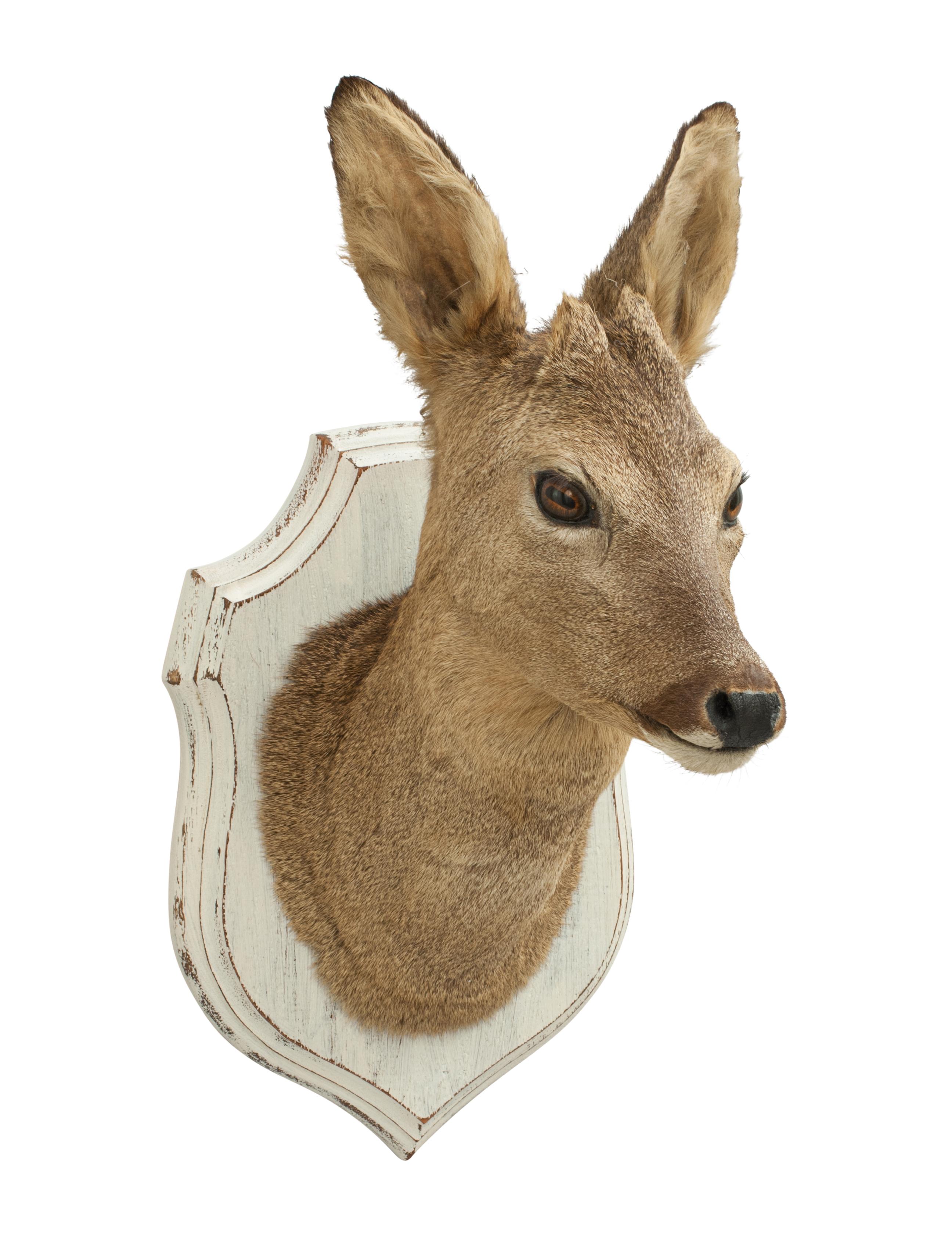 Vintage taxidermy, Roe deer trophy shoulder mount.
A nice modern hunting trophy, a prepared Roebuck shoulder mount. The Roe deer (Capreolus capreolus) head is with the start of growth of a pair of antlers and mounted onto a wooden shield. The deer