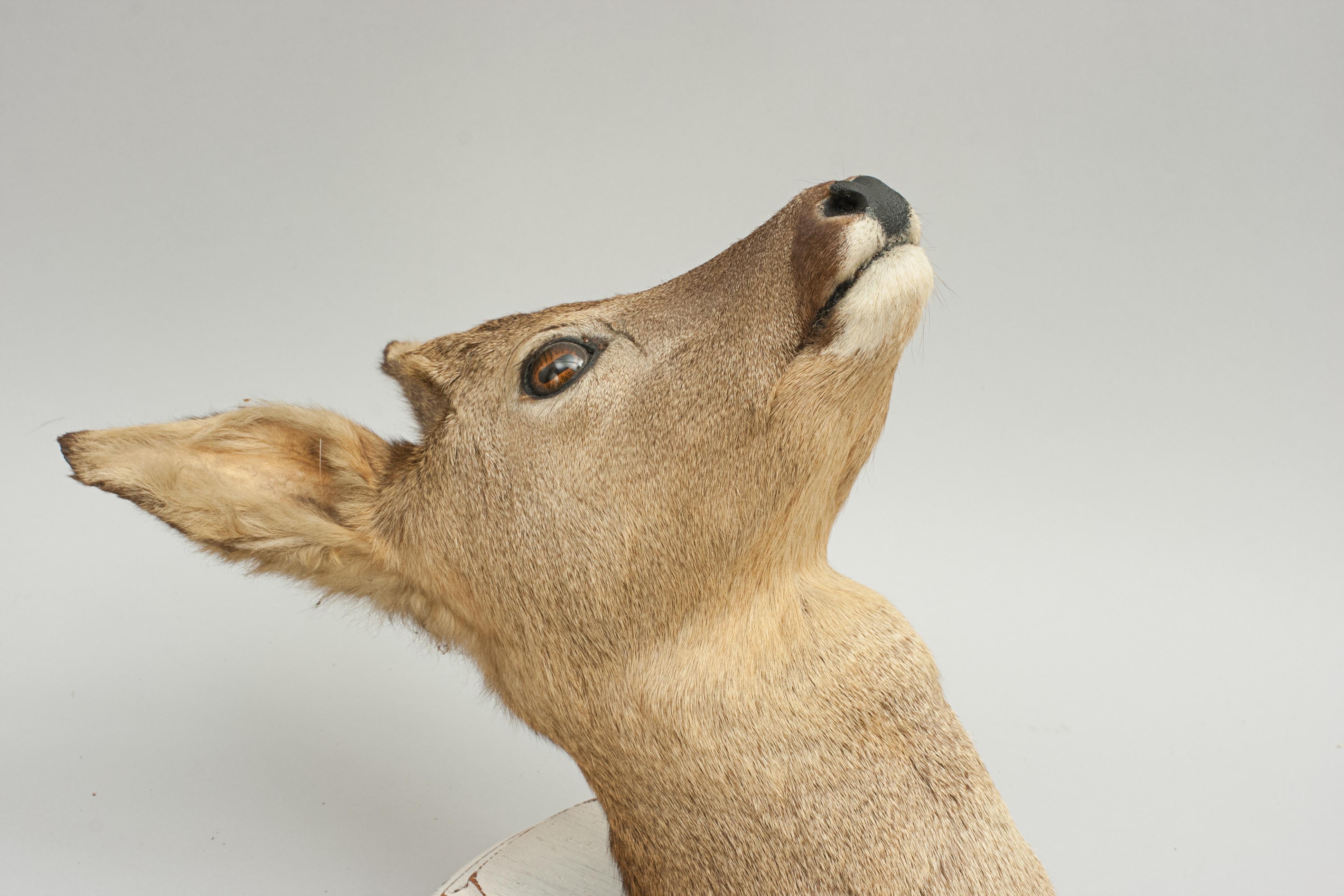 vintage taxidermy for sale