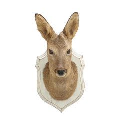 Vintage Taxidermy Roe Deer