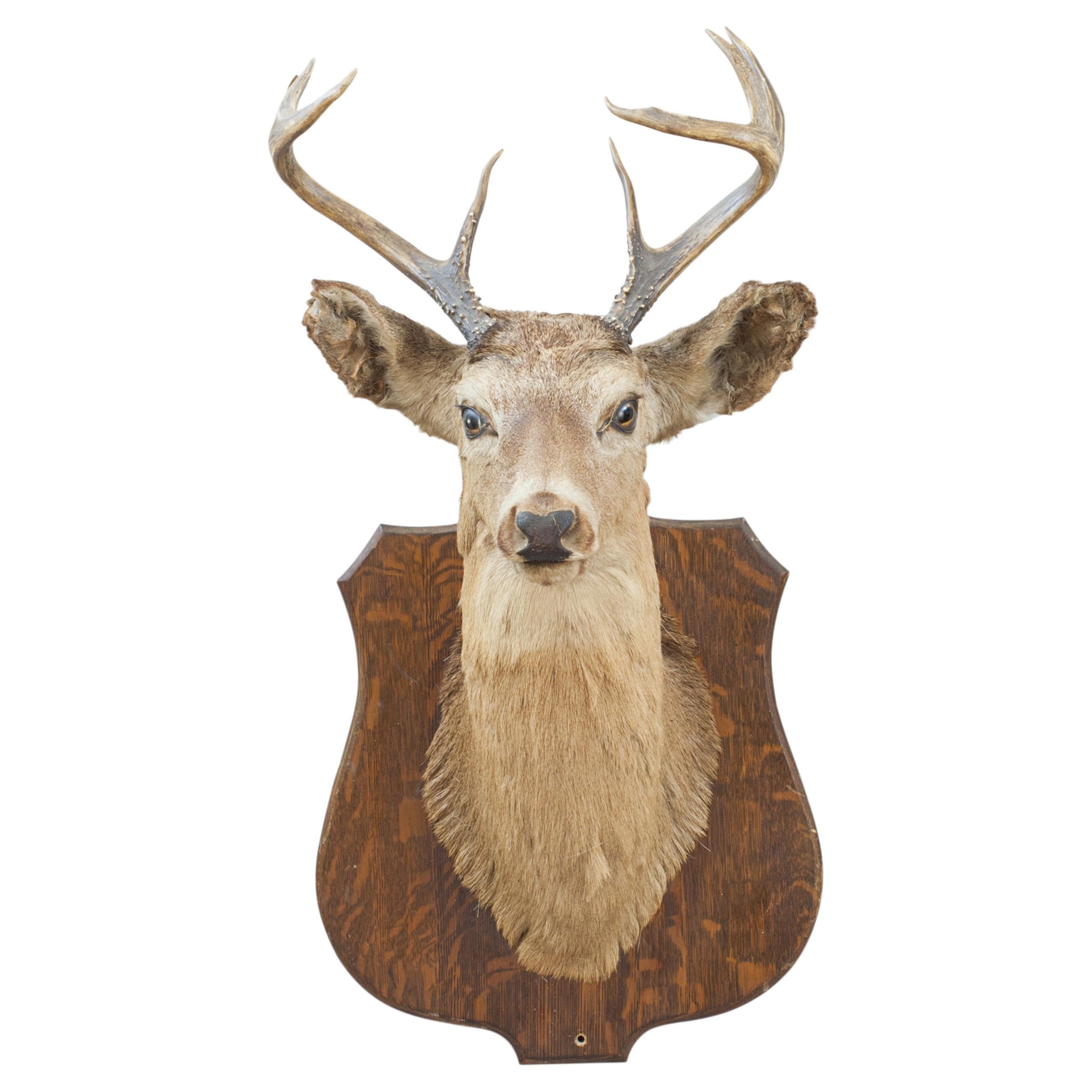 Vintage Taxidermy Stags Head