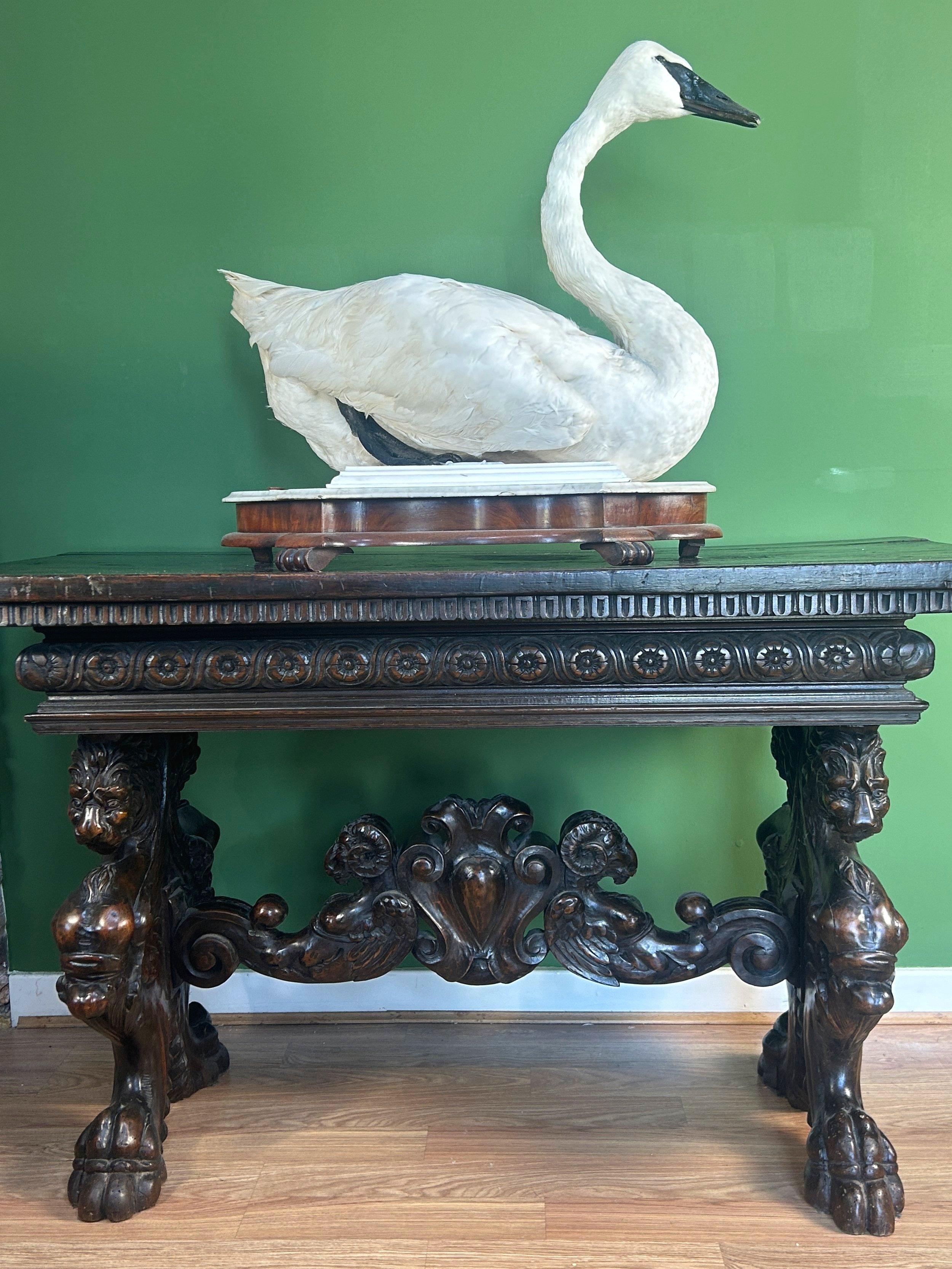 Cigno tassidermico vintage del 1930 su base da esposizione in marmo e mogano.

Bellissimo Cigno tassidermico d'epoca presentato su una base di marmo a forma di serpentina in mogano.

Buone condizioni per l'età.

Insolita impostazione della montatura