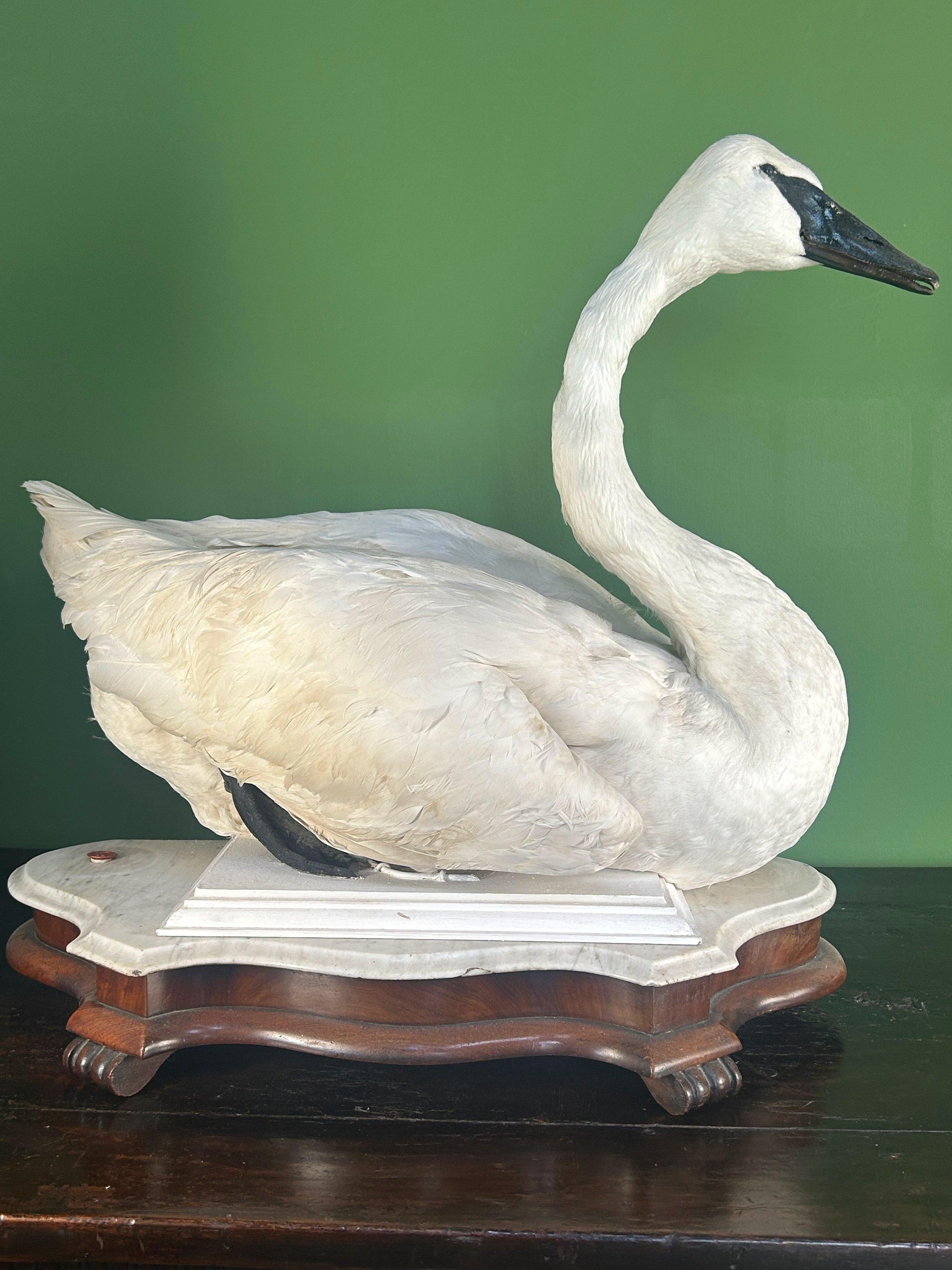 Romantico Cigno trombettiere tassidermico d'epoca su base di marmo e mogano (solo vendita nel Regno Unito) in vendita