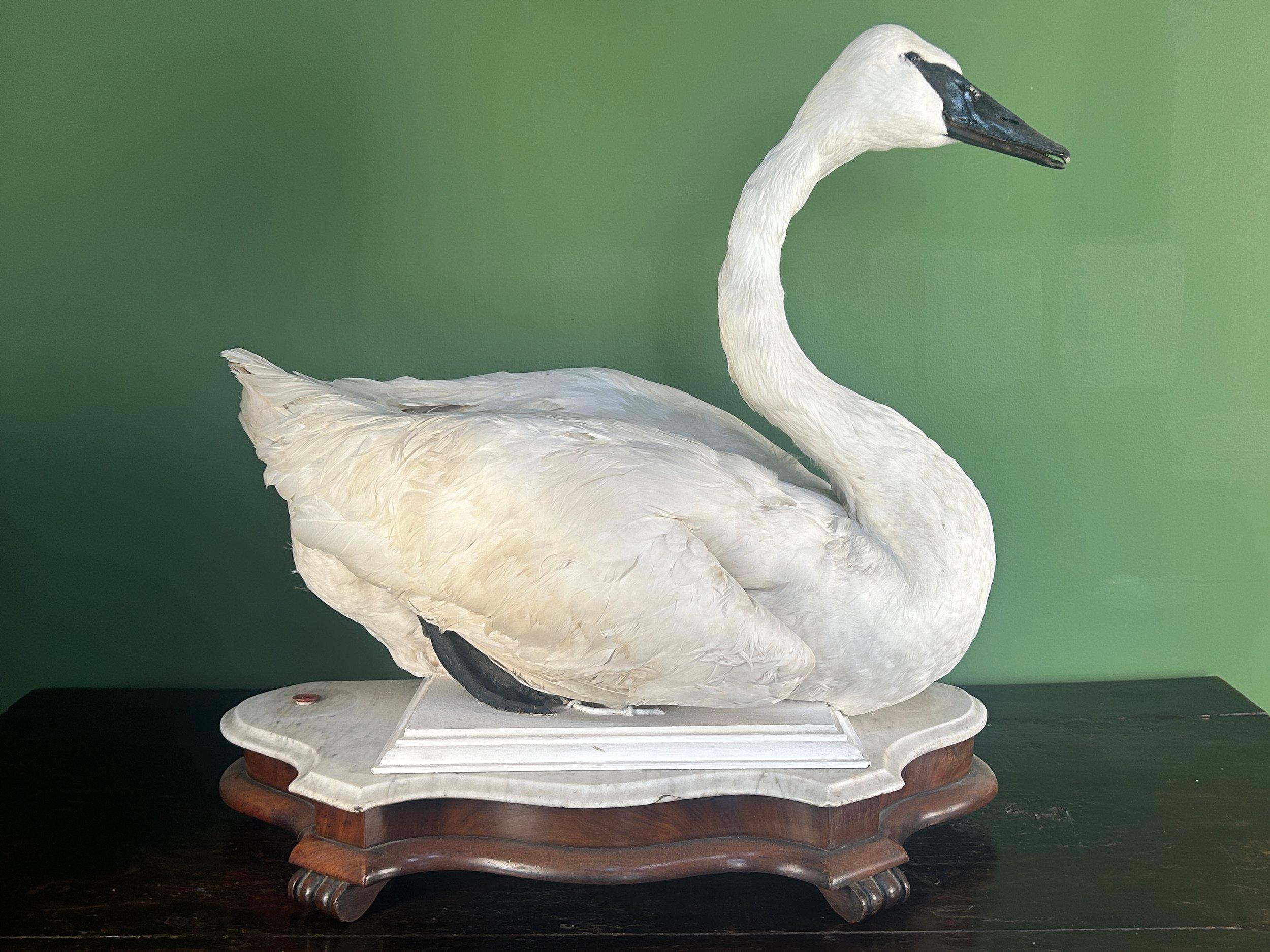 Cigno trombettiere tassidermico d'epoca su base di marmo e mogano (solo vendita nel Regno Unito) In condizioni buone in vendita a London, GB