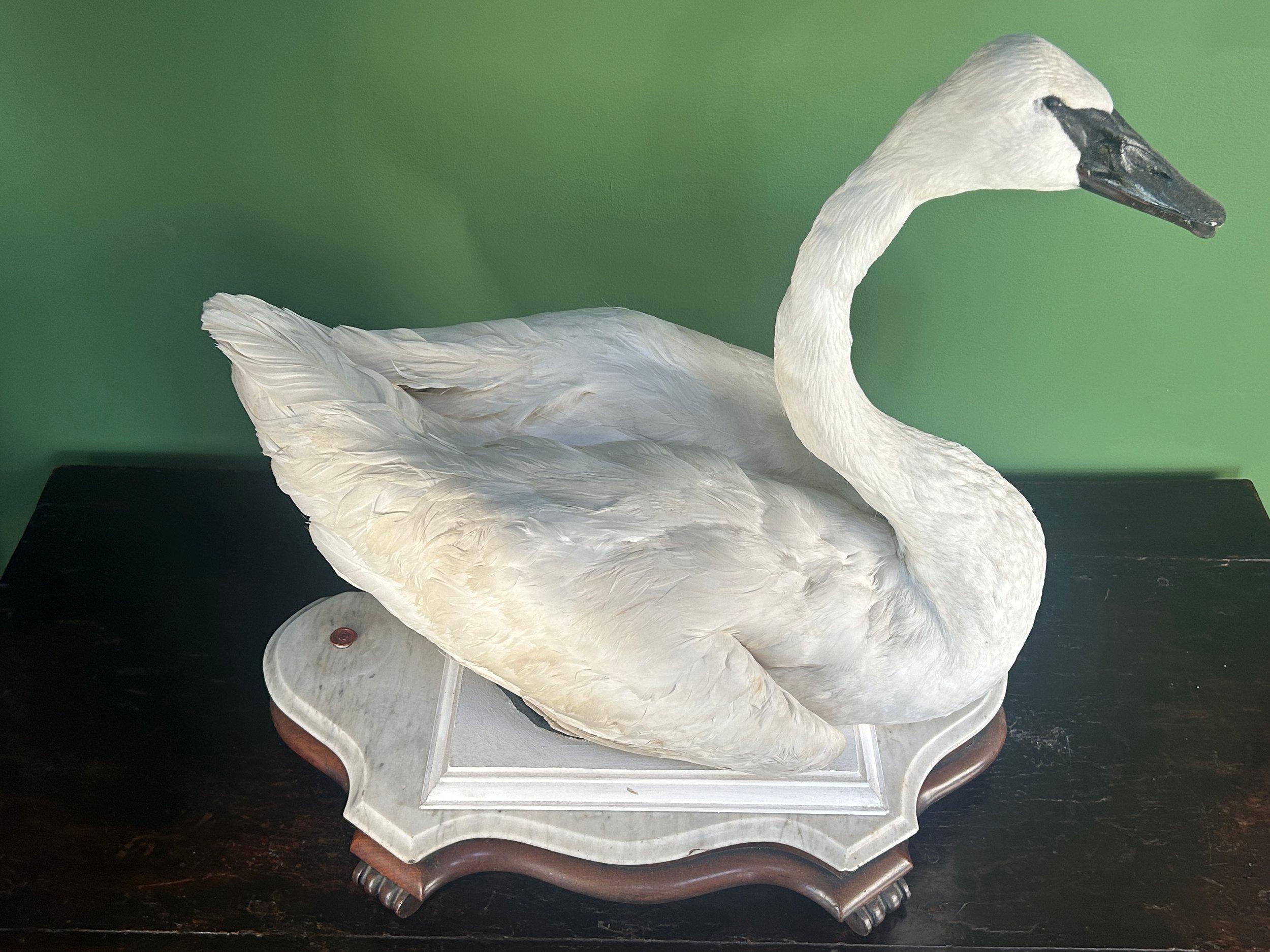 XX secolo Cigno trombettiere tassidermico d'epoca su base di marmo e mogano (solo vendita nel Regno Unito) in vendita