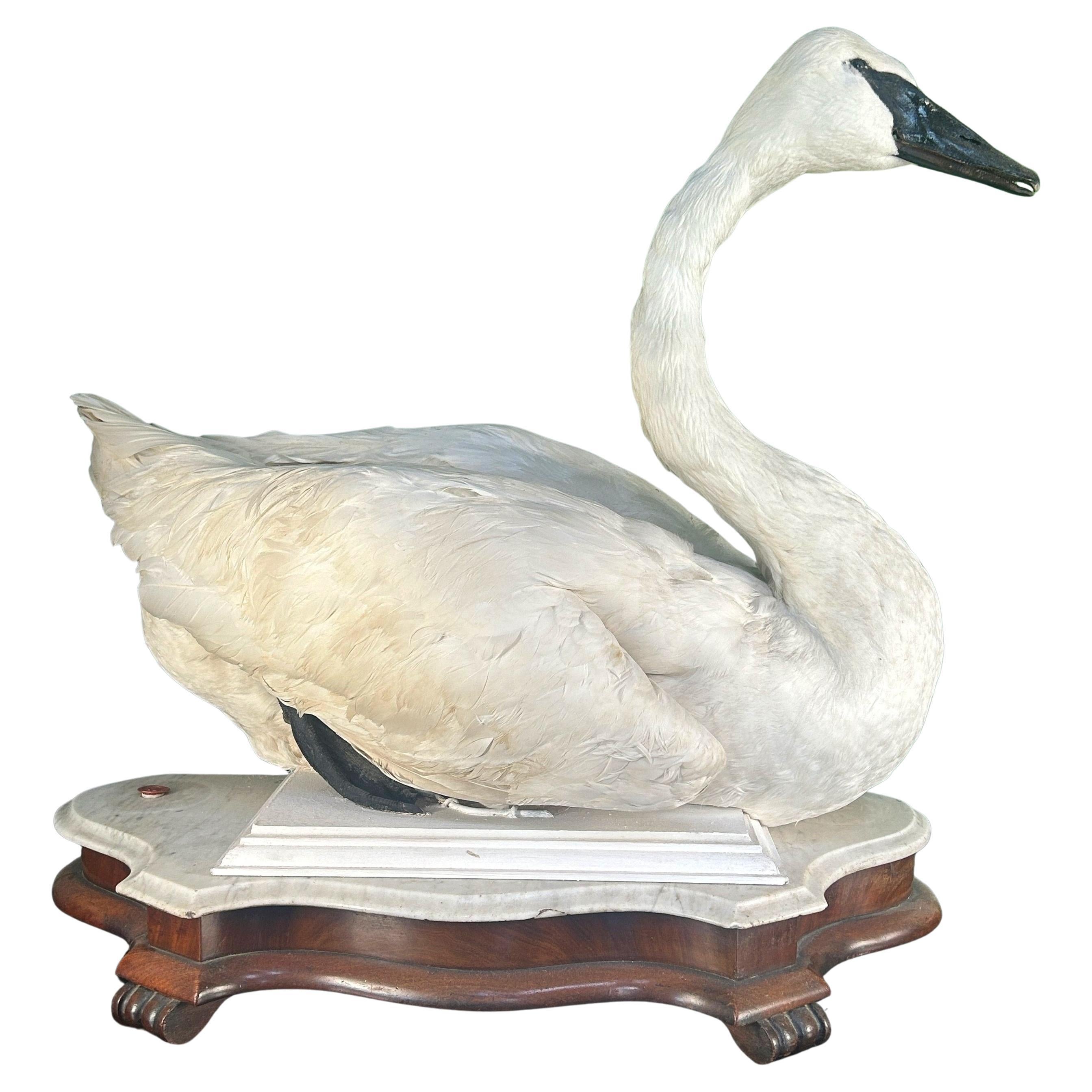 Cigno trombettiere tassidermico d'epoca su base di marmo e mogano (solo vendita nel Regno Unito) in vendita