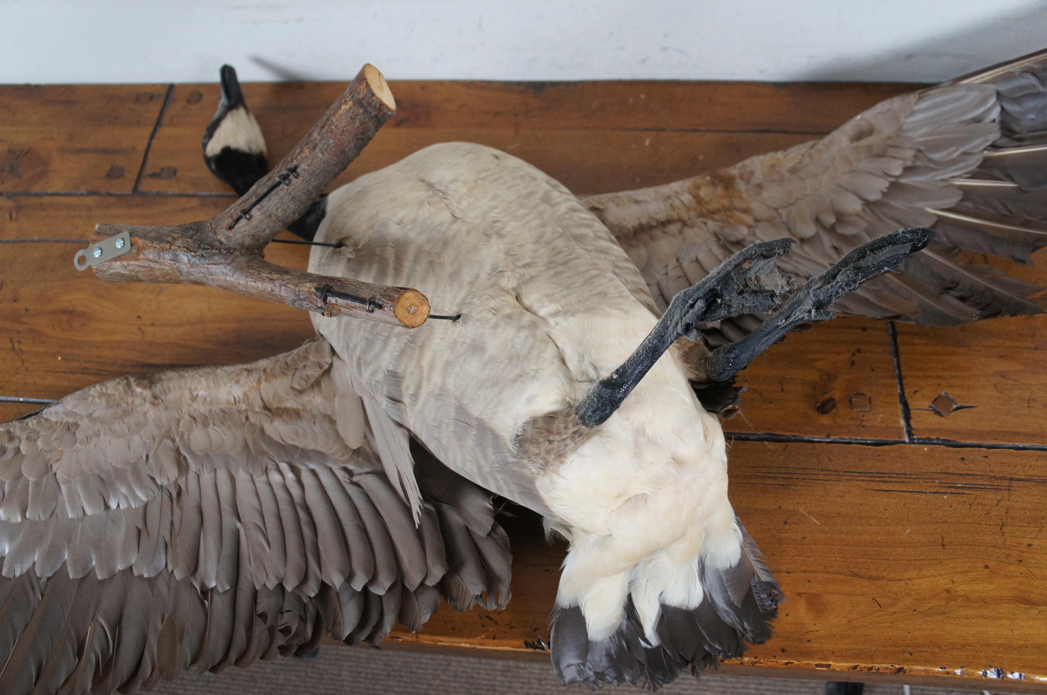 Vintage Taxidermy Wall Hanging Flying Canada Goose Geese Bird Mount 53