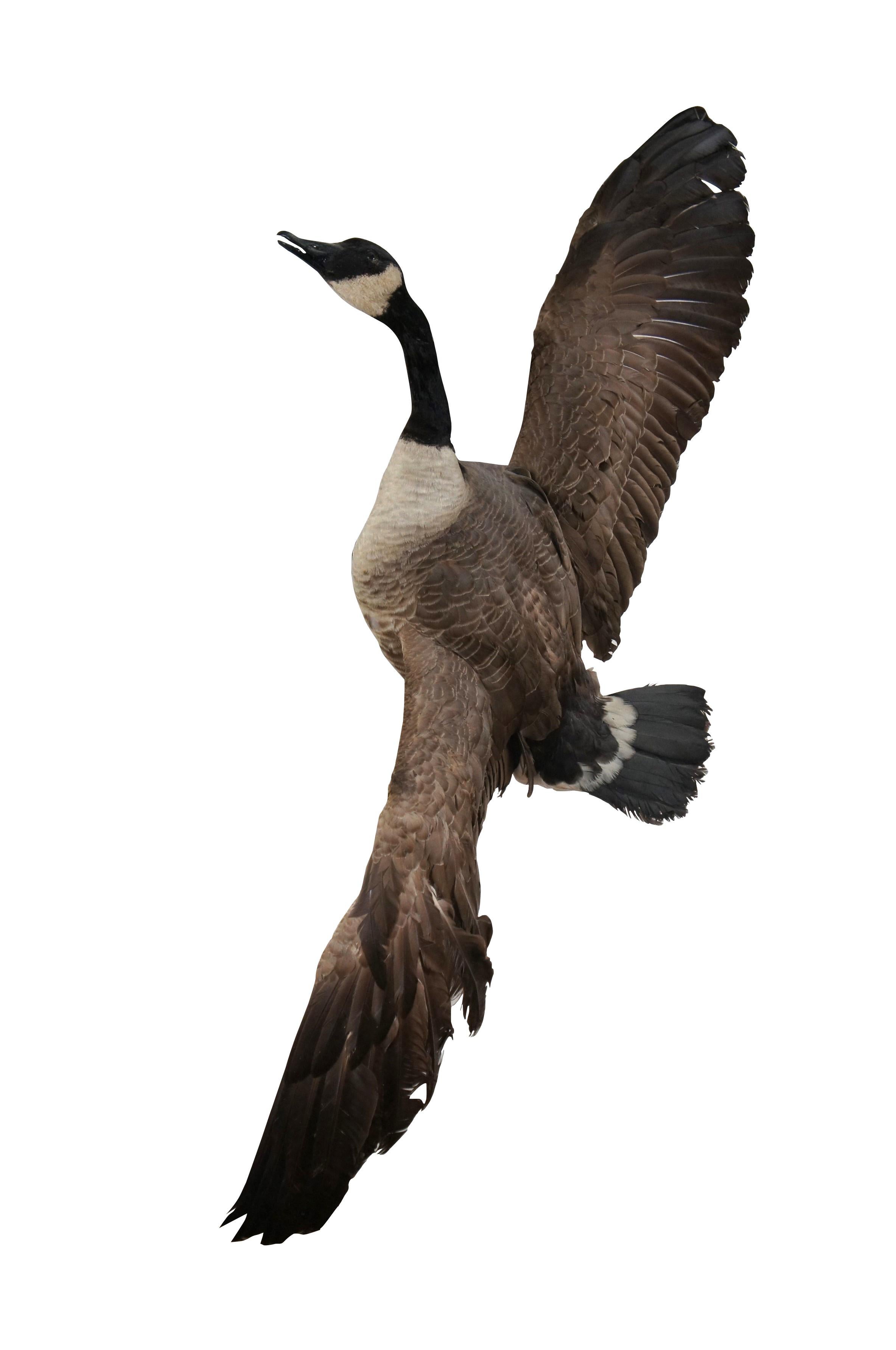 Vintage taxidermied Canada Goose trophy, mounted with wings outstretched in flight on a natural wood branch for wall hanging.

