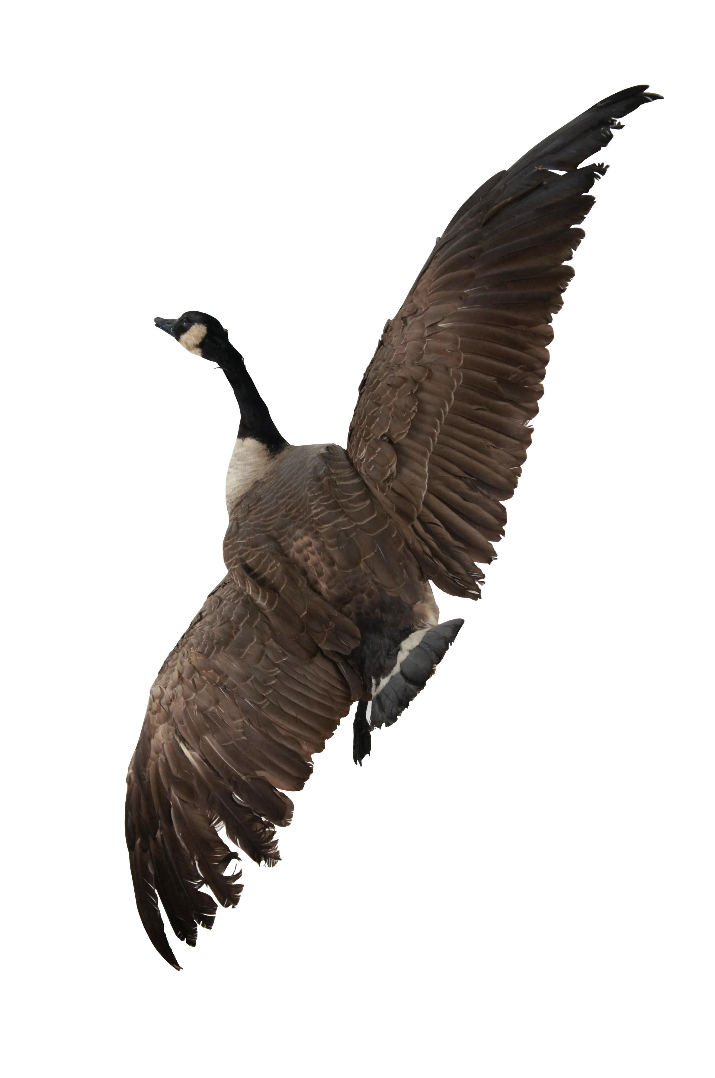 Rustic Vintage Taxidermy Wall Hanging Flying Canada Goose Geese Bird Mount 53