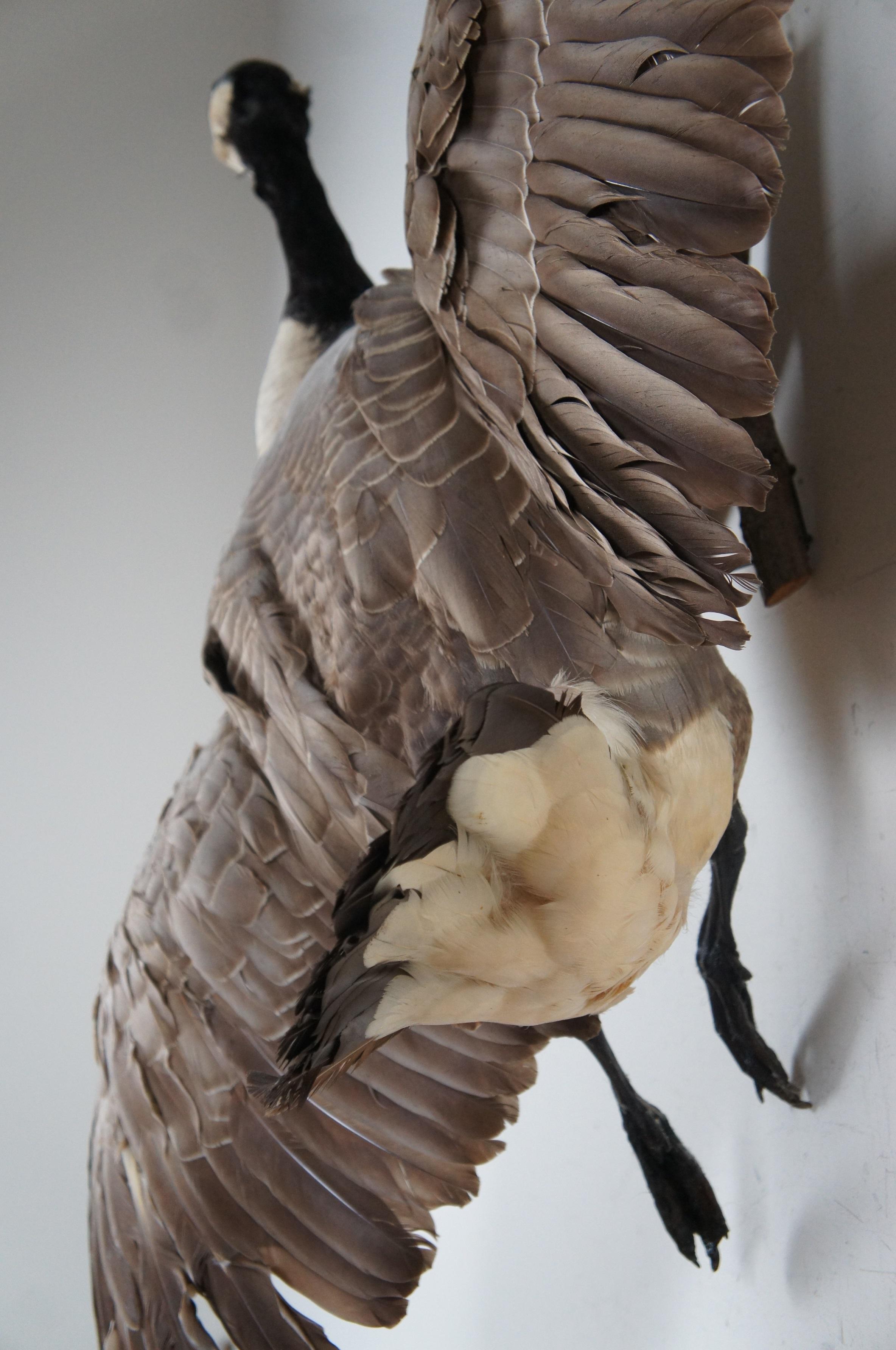 Vintage Taxidermy Wall Hanging Flying Canada Goose Geese Bird Mount 53