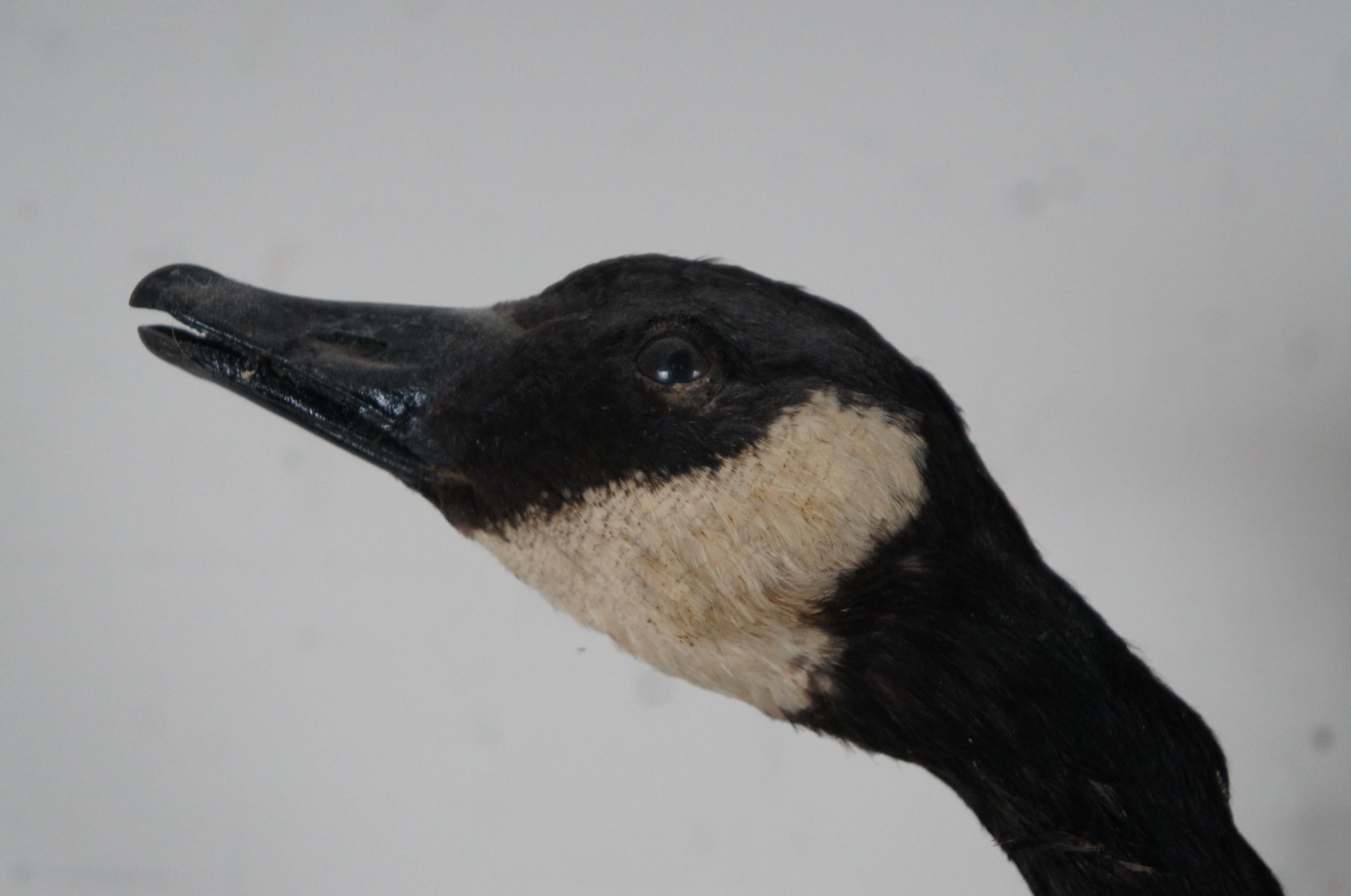20th Century Vintage Taxidermy Wall Hanging Flying Canada Goose Geese Bird Mount 53