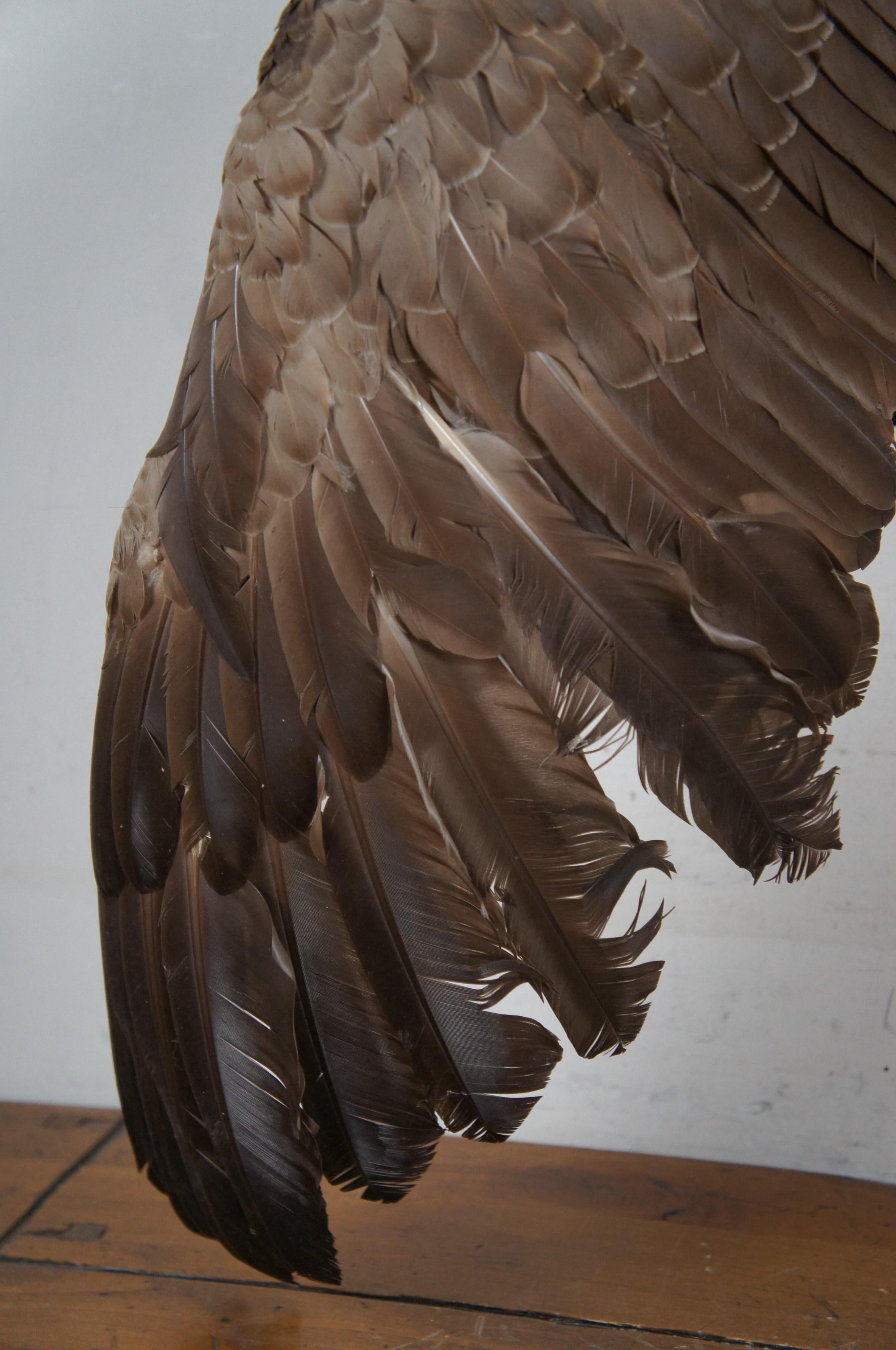 Animal Skin Vintage Taxidermy Wall Hanging Flying Canada Goose Geese Bird Mount 53