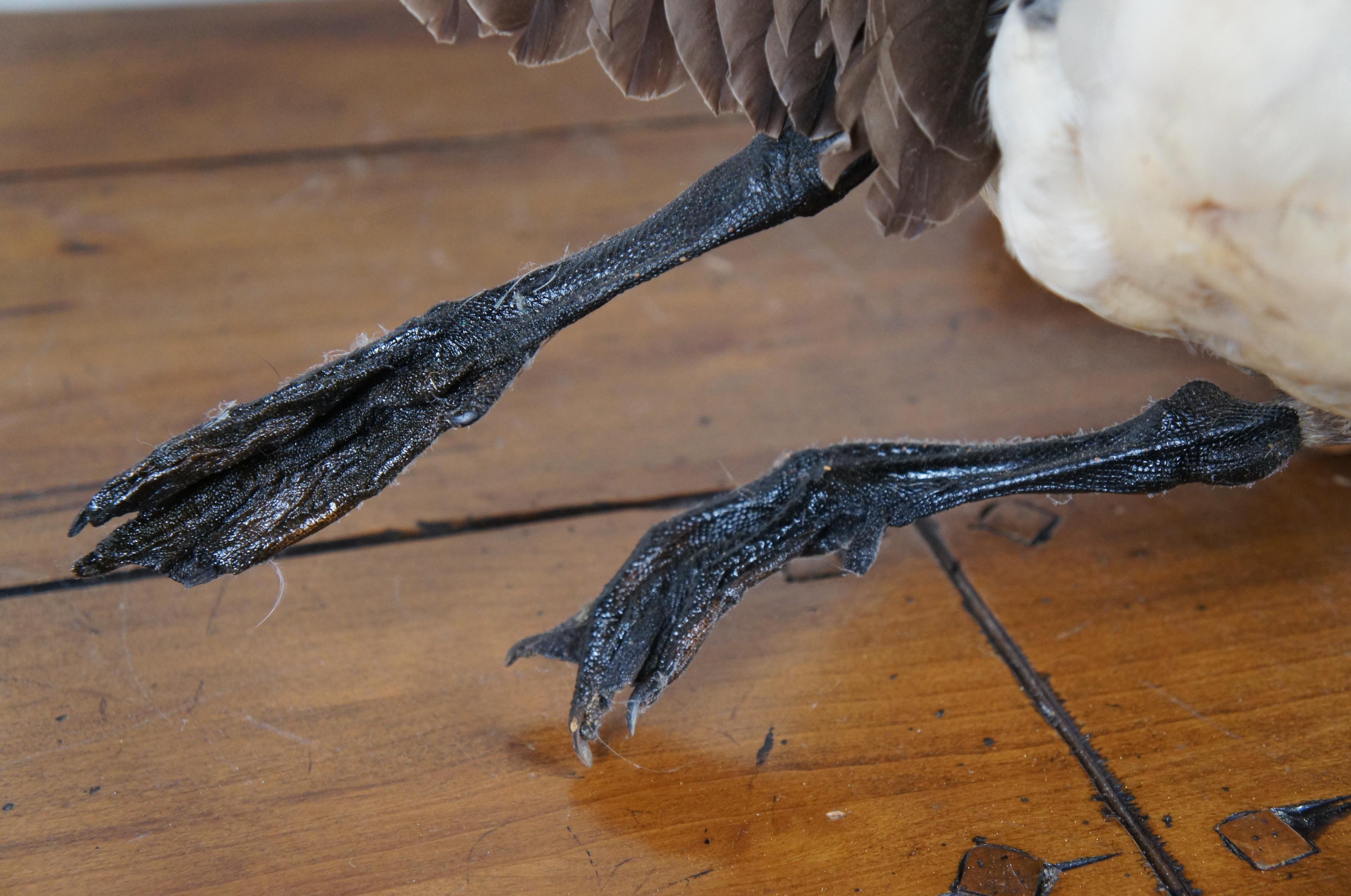 Vintage Taxidermy Wall Hanging Flying Canada Goose Geese Bird Mount 53