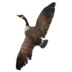 Vintage Taxidermy Wall Hanging Flying Canada Goose Geese Bird Mount 53"