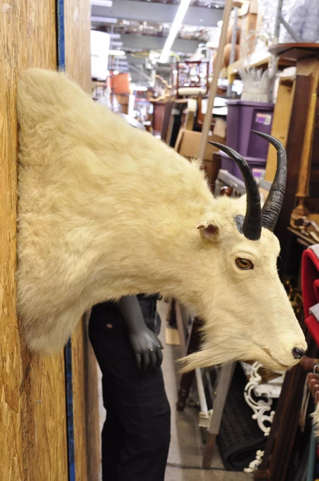 Taxidermia vintage Cabra montés blanca Cabeza de hombro Cuernos Decoración de cabaña (B) Rústico en venta
