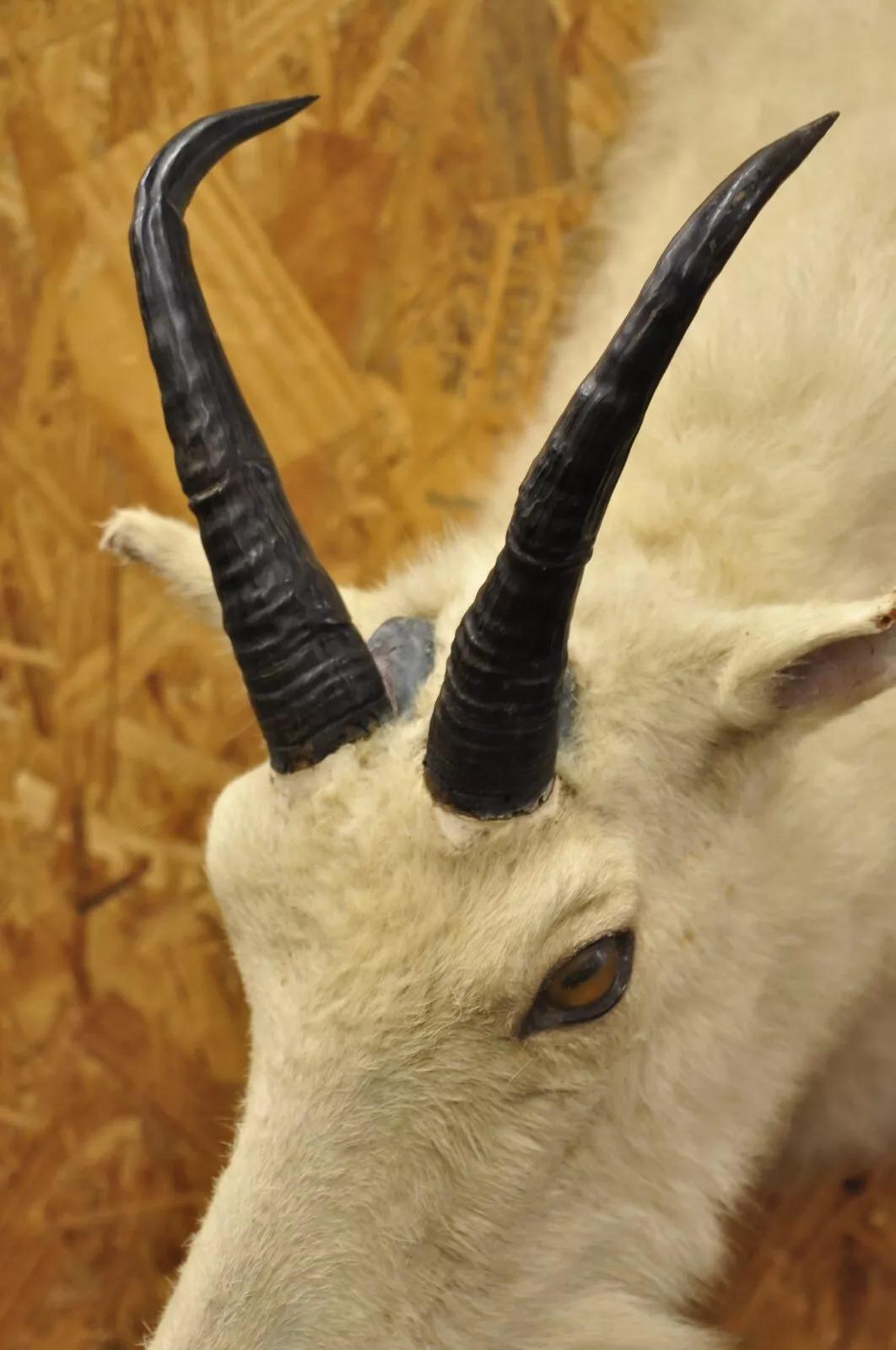 Taxidermia vintage Cabra montés blanca Cabeza de hombro Cuernos Decoración de cabaña (B) siglo XX en venta