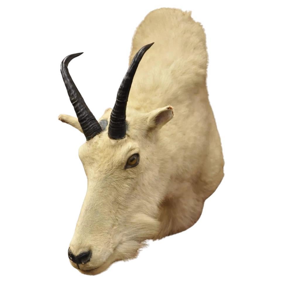 Vintage Taxidermy White Mountain Goat Head Shoulder Mount Horns Cabin Decor (B)