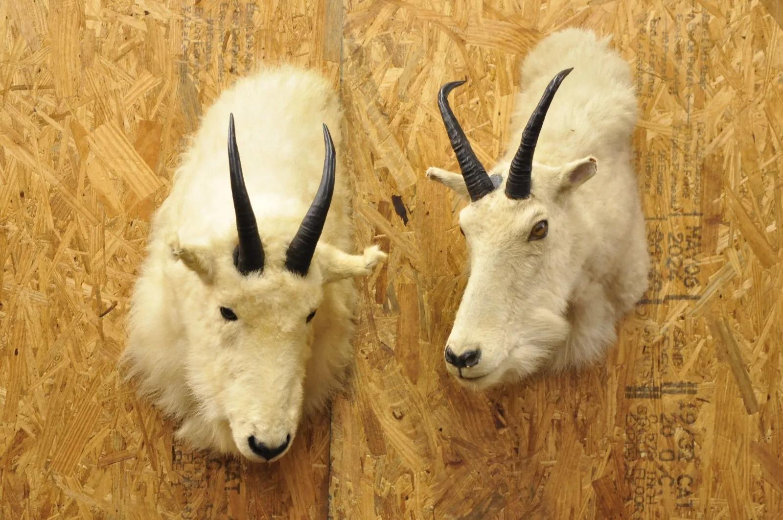Vintage Taxidermia Cabra Montés Blanca Cabeza Hombro Cuernos Decoración Cabaña 5