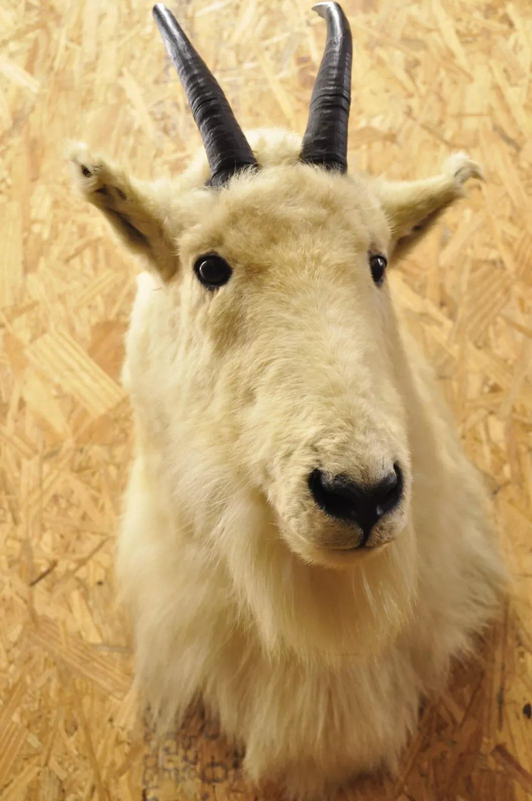 Vintage Taxidermia Cabra Montés Blanca Cabeza Hombro Cuernos Decoración Cabaña 6