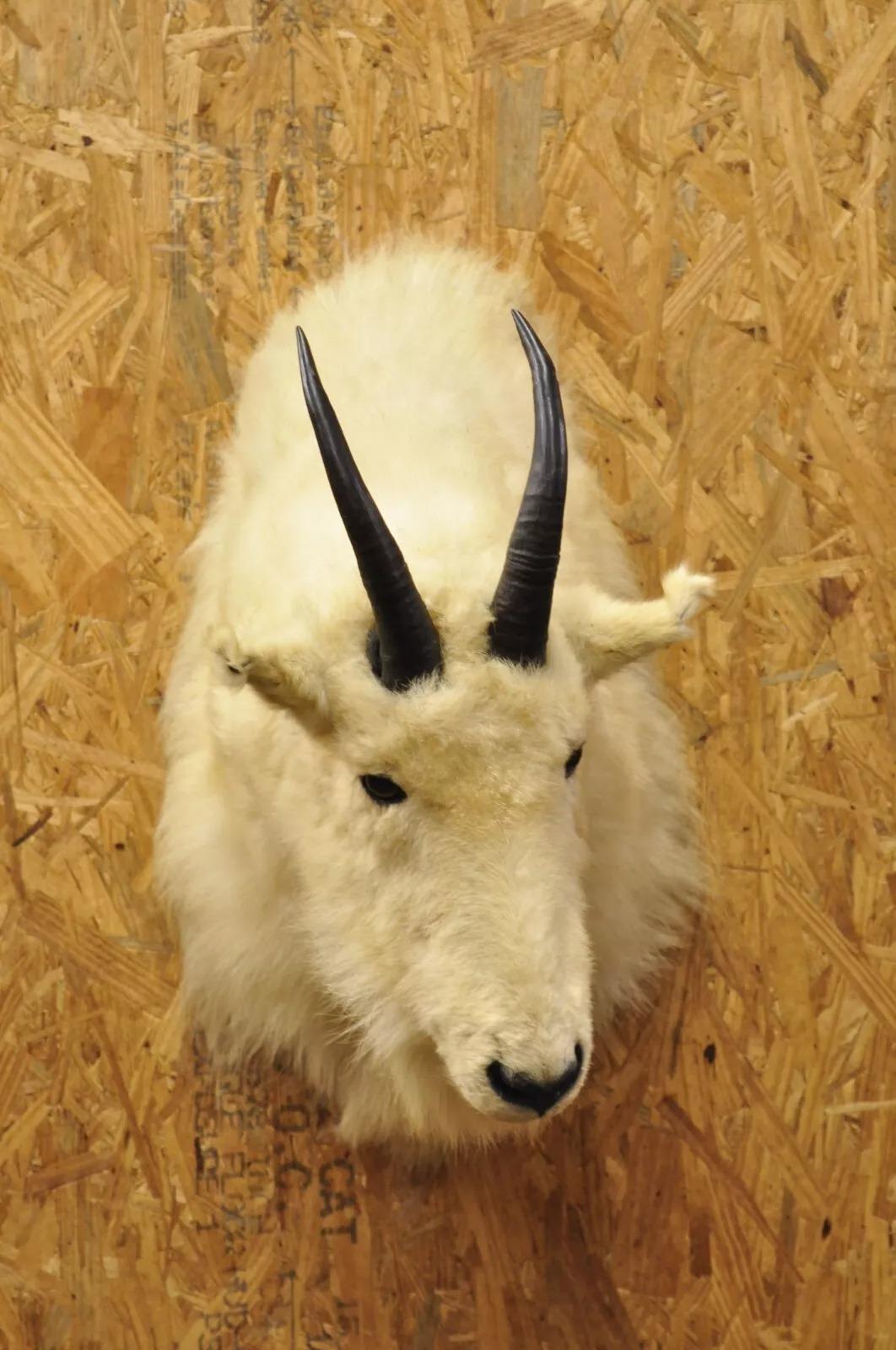 Vintage Taxidermia Cabra Montés Blanca Cabeza Hombro Montura. Finales del siglo XX. Medidas (totales): 25