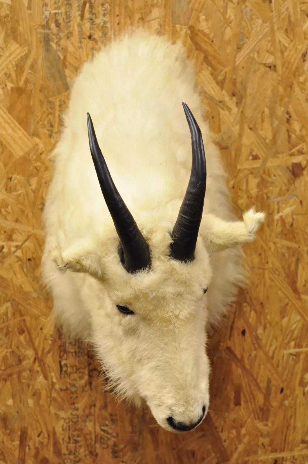 Vintage Taxidermia Cabra Montés Blanca Cabeza Hombro Cuernos Decoración Cabaña Rústico