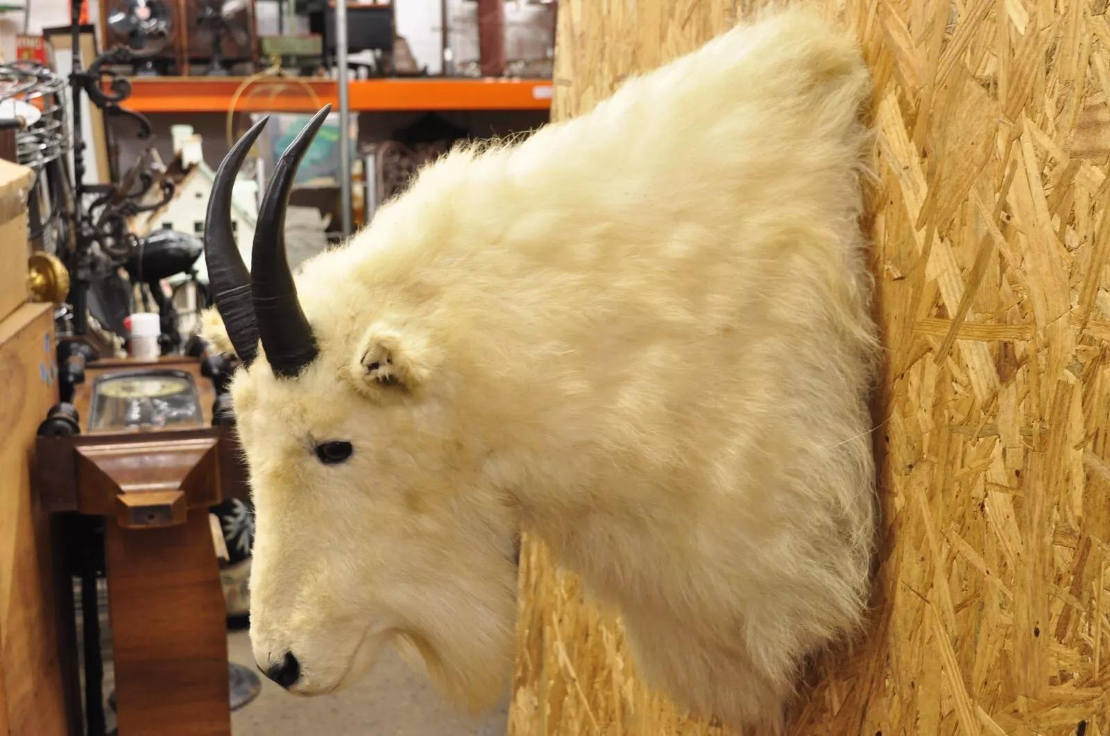 Vintage Taxidermia Cabra Montés Blanca Cabeza Hombro Cuernos Decoración Cabaña Desconocido