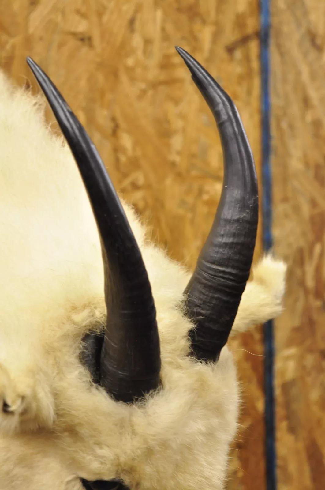 Vintage Taxidermia Cabra Montés Blanca Cabeza Hombro Cuernos Decoración Cabaña siglo XX
