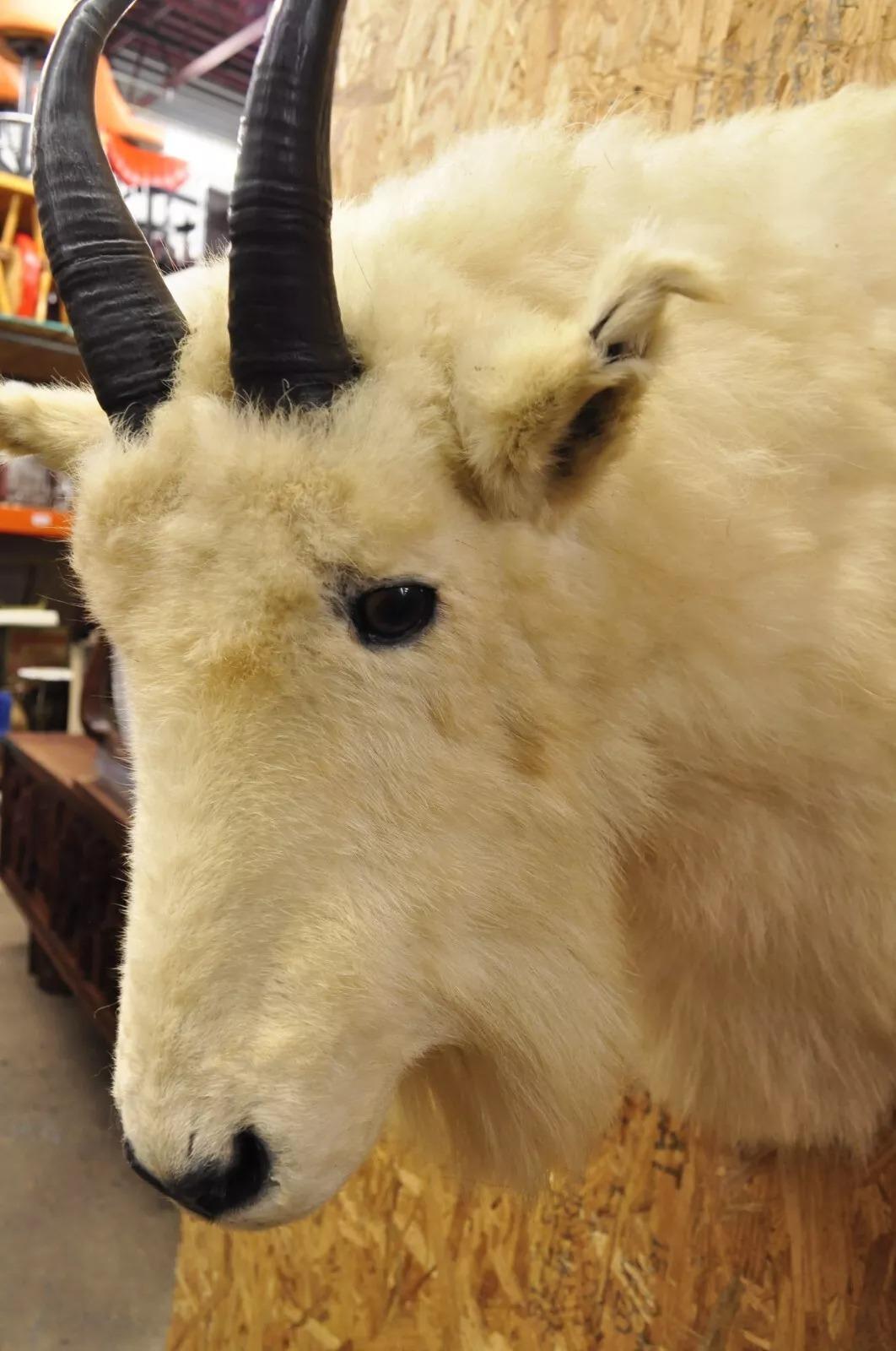 Vintage Taxidermia Cabra Montés Blanca Cabeza Hombro Cuernos Decoración Cabaña 1