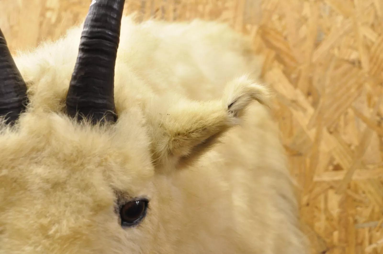 Vintage Taxidermia Cabra Montés Blanca Cabeza Hombro Cuernos Decoración Cabaña 2