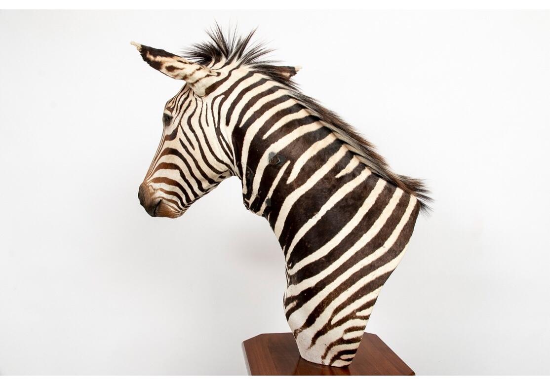 Vintage Taxidermy Zebra Figure on Custom Pedestal 2
