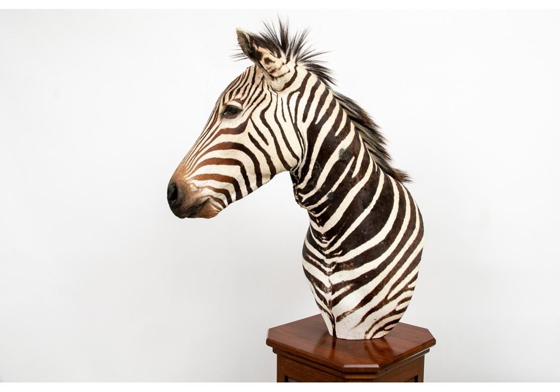 Vintage Taxidermy Zebra Figure on Custom Pedestal 3
