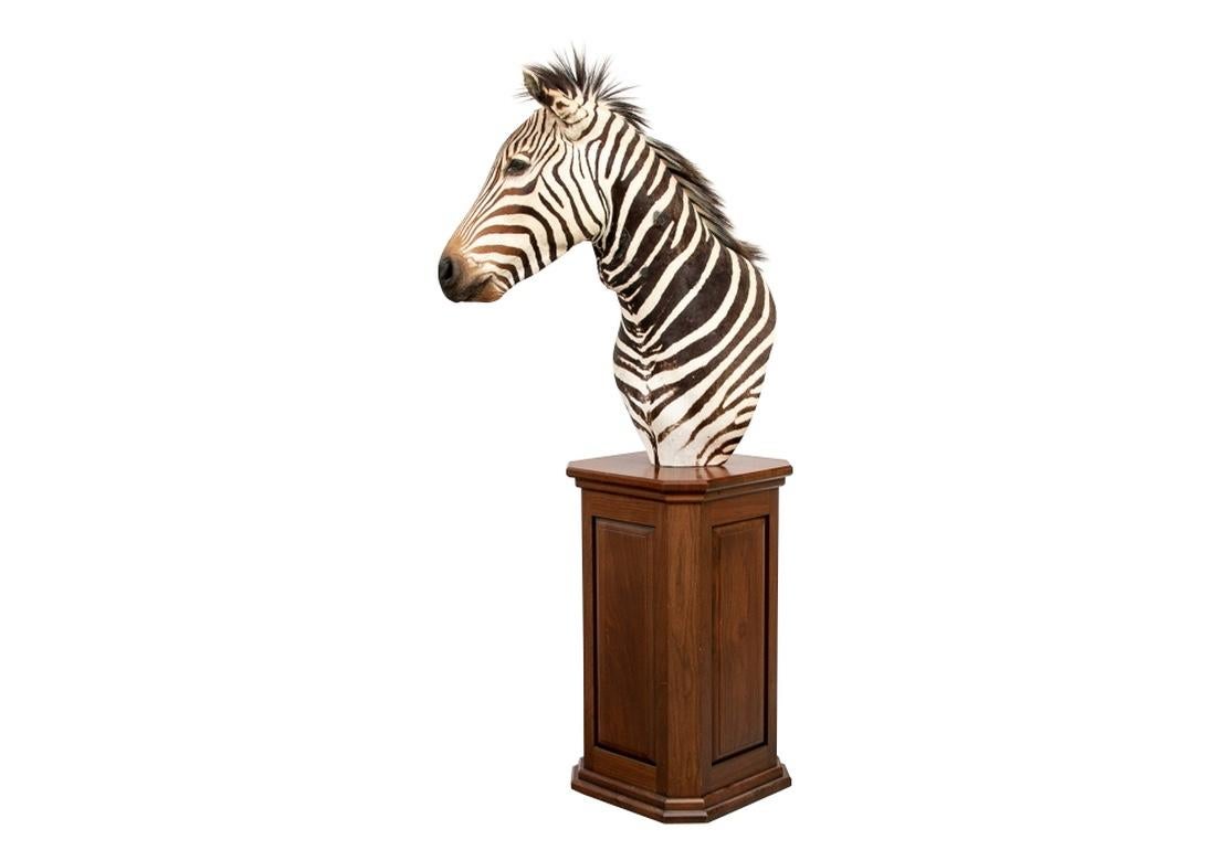 Vintage Taxidermy Zebra Figure on Custom Pedestal 4