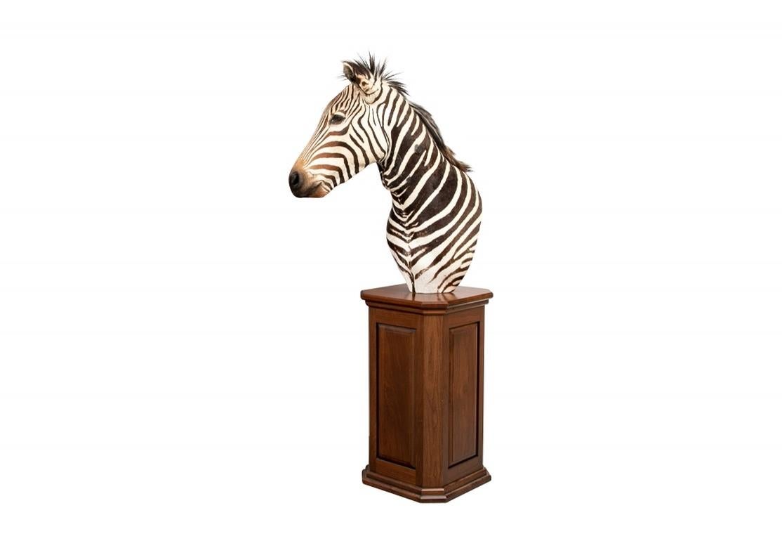 Vintage Taxidermy Zebra Figure on Custom Pedestal 5