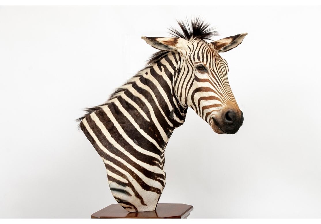 A taxidermy partial zebra with tan leather backing with canted head in a very naturalistic pose. Mounted on a fine custom mahogany stand with canted corners top and bottom, and carved side panels.
Measures: Zebra height 36