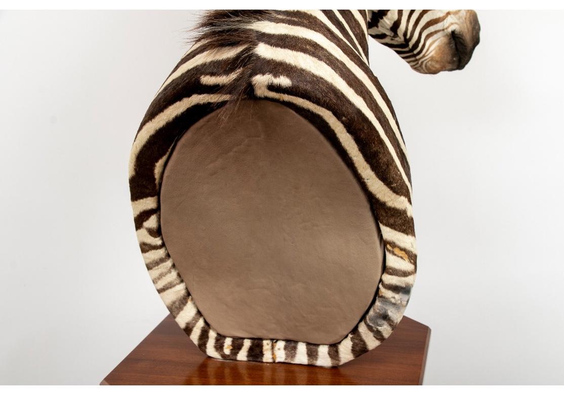 Fur Vintage Taxidermy Zebra Figure on Custom Pedestal