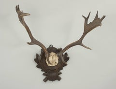 Vintage Taxidermy, Antlers on Shield