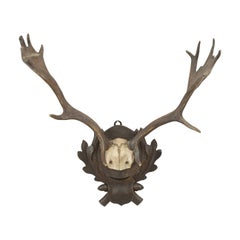 Vintage Taxidermy, Antlers on Shield