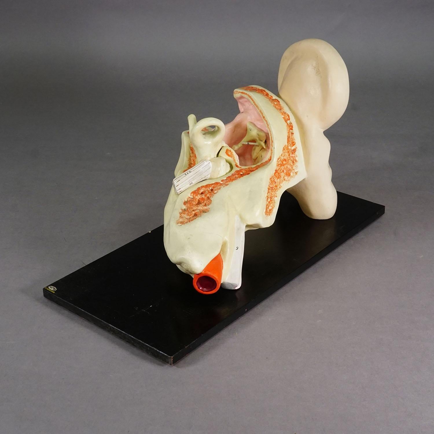 Modellino d'epoca di un orecchio - PHYWE 1930 ca.

Un antico modello pieghevole di orecchio. Utilizzato come materiale didattico nelle scuole tedesche intorno al 1930. Realizzato in legno e gesso da PHYWE, Germania.

artfour è un'azienda commerciale