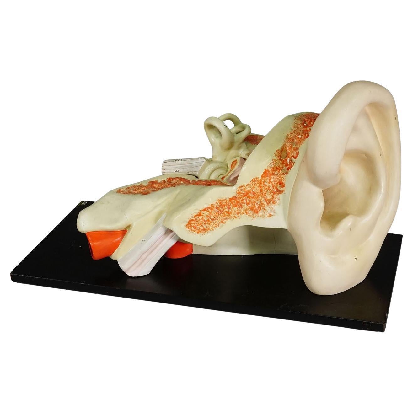 Vintage By Model No. d'une oreille - PHYWE ca. 1930