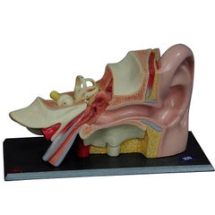 Vintage Teaching Aid Modell of An Ear - Somso ca. 1960